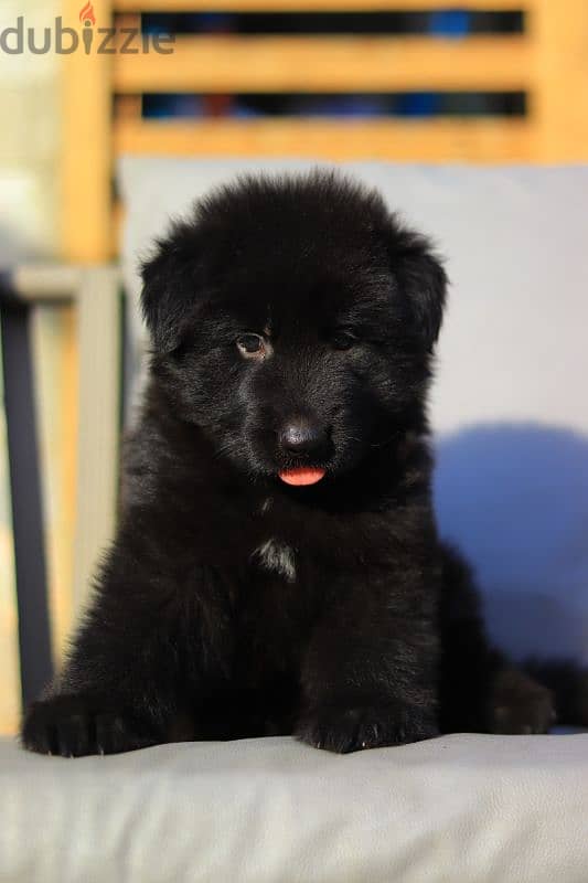 جراوي رويال بلاك للبيع Royal Blak puppies for sale 1