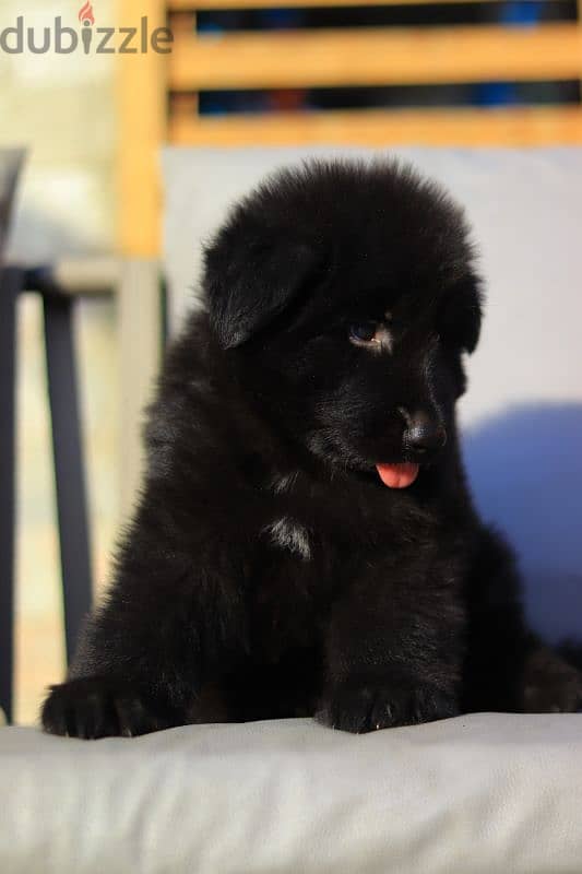 جراوي رويال بلاك للبيع Royal Blak puppies for sale 2