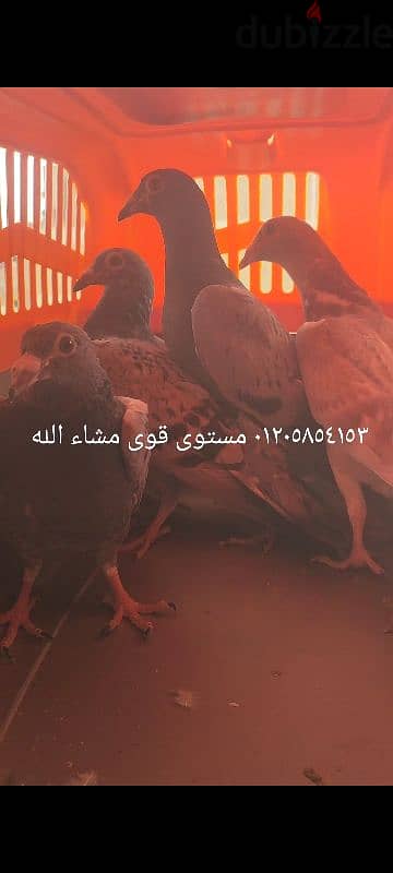 حمام للبيع