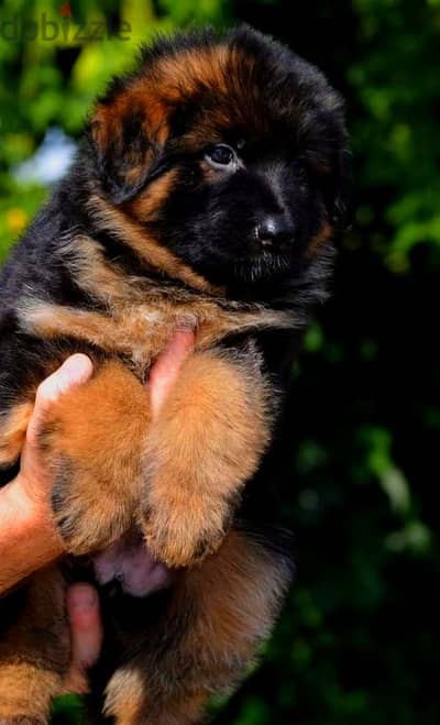 German shepherd puppies male female German جراوي جيرمن شيبرد ذكر انثي