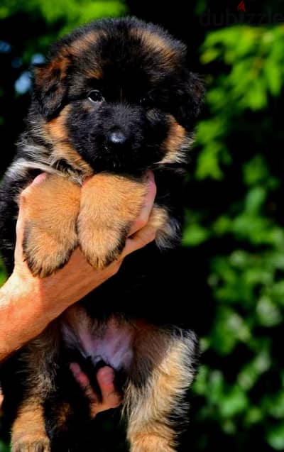 German shepherd puppies male female German جراوي جيرمن شيبرد ذكر انثي