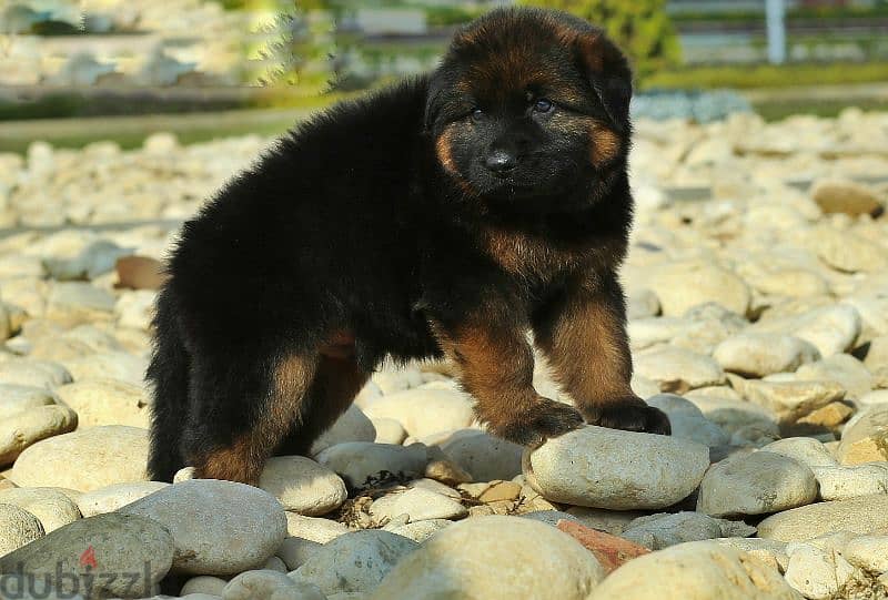 German shepherd puppies male female German جراوي جيرمن شيبرد ذكر انثي 3