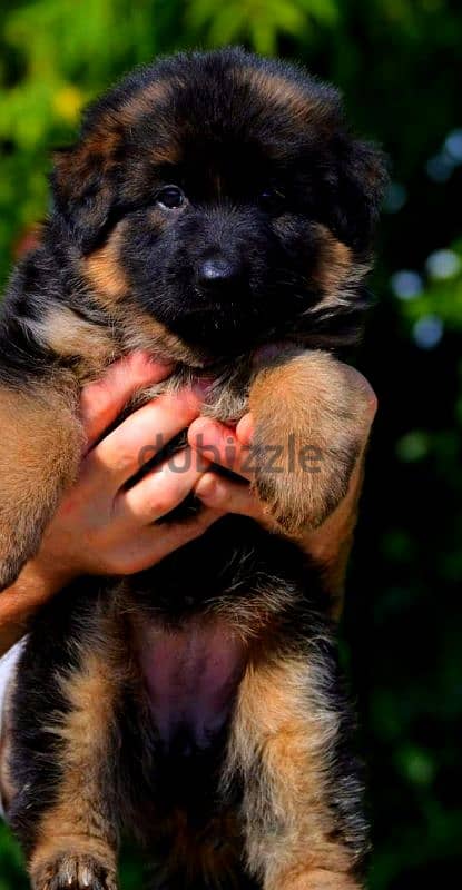 German shepherd puppies male female German جراوي جيرمن شيبرد ذكر انثي 4