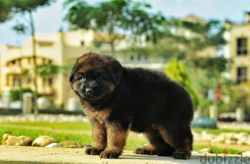 German shepherd puppies male female German جراوي جيرمن شيبرد ذكر انثي 5