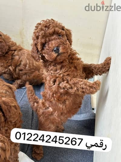 toy poodle