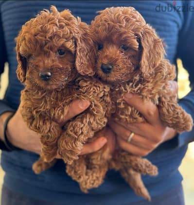 toy poodle puppies for sale جراوي توي بوودل اصغر حجم للبيع في مصر