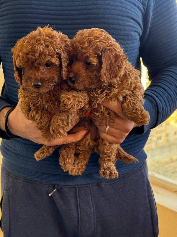 toy poodle puppies for sale جراوي توي بوودل اصغر حجم للبيع في مصر 1