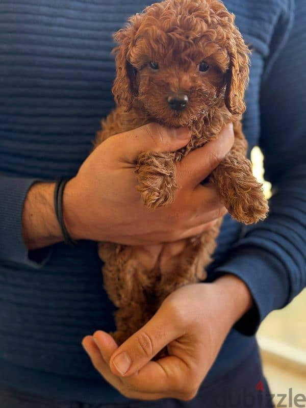 toy poodle puppies for sale جراوي توي بوودل اصغر حجم للبيع في مصر 2