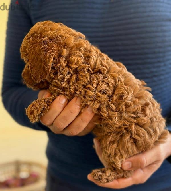 toy poodle puppies for sale جراوي توي بوودل اصغر حجم للبيع في مصر 3