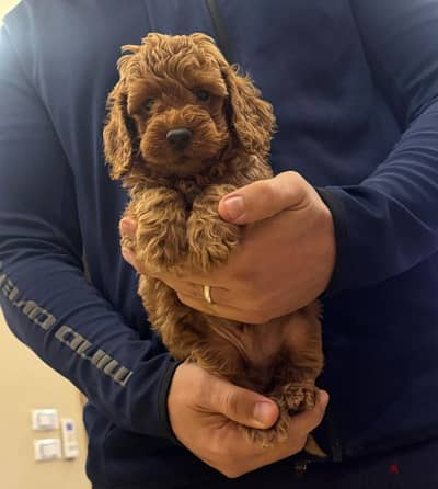 toy poodle puppies in cairo 4 sale with delivery جراوي توي بوودل للبيع