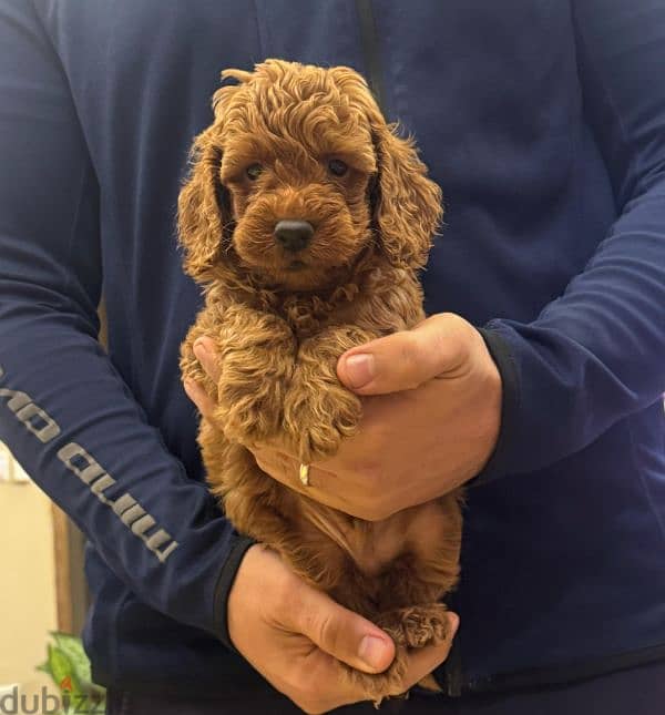 toy poodle puppies in cairo 4 sale with delivery جراوي توي بوودل للبيع 1