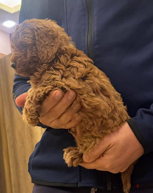 toy poodle puppies in cairo 4 sale with delivery جراوي توي بوودل للبيع 2