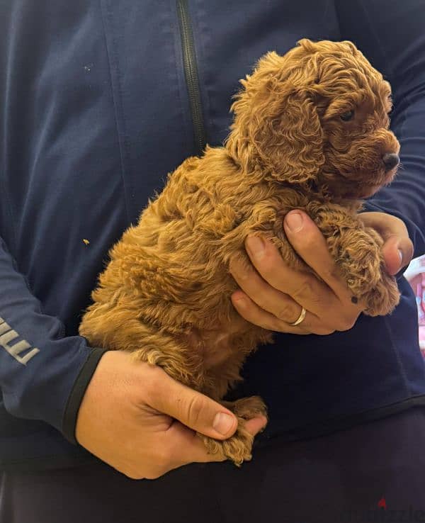 toy poodle puppies in cairo 4 sale with delivery جراوي توي بوودل للبيع 3