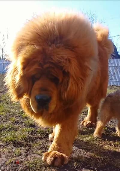 Tibetan Mastiff puppies 4 sale جراوي تبتان ماستيف سلالة نادرة للبيع