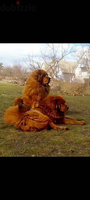 Tibetan Mastiff puppies 4 sale جراوي تبتان ماستيف سلالة نادرة للبيع 1