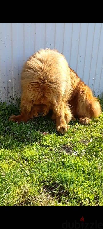 Tibetan Mastiff puppies 4 sale جراوي تبتان ماستيف سلالة نادرة للبيع 2