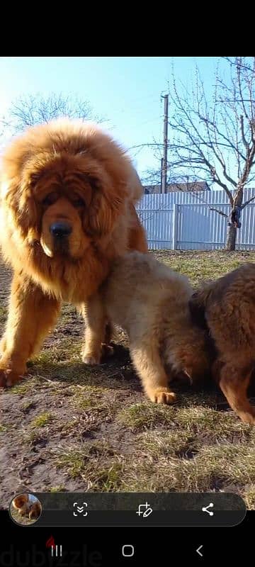 Tibetan Mastiff puppies 4 sale جراوي تبتان ماستيف سلالة نادرة للبيع 3