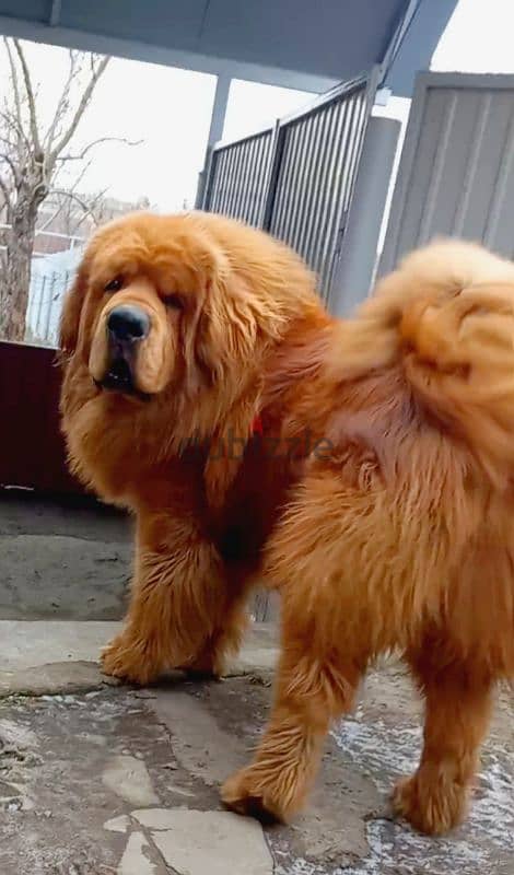 Tibetan Mastiff puppies 4 sale جراوي تبتان ماستيف سلالة نادرة للبيع 5