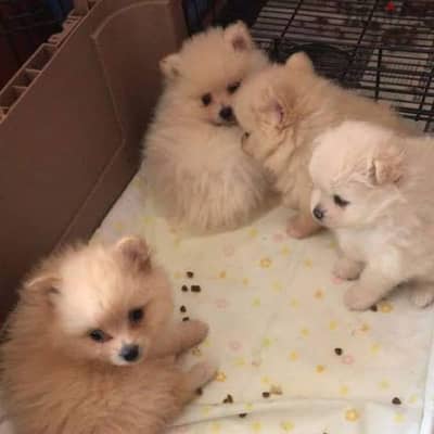 pomeranian puppies males and females for aduption