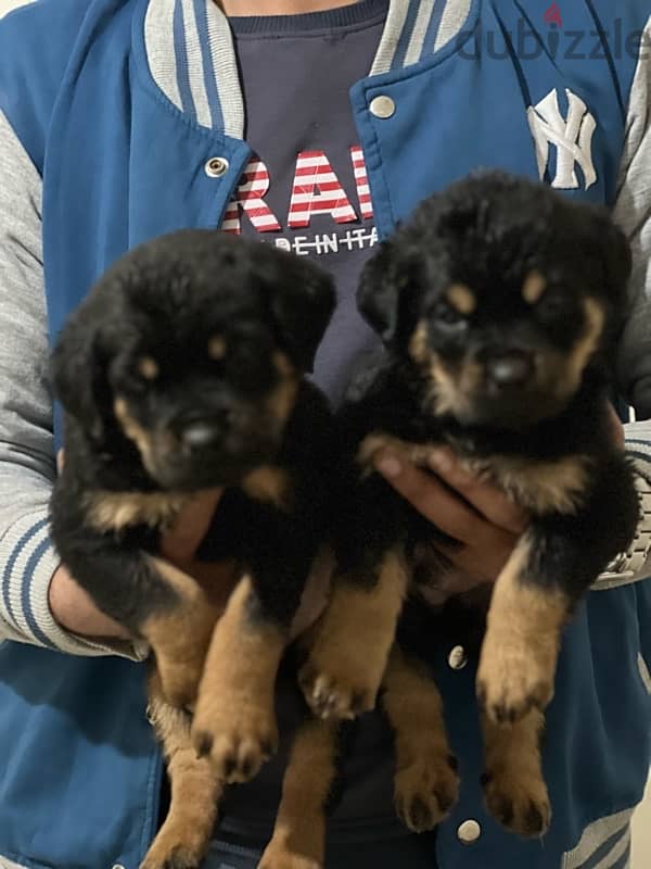 Rottweiler puppies 0