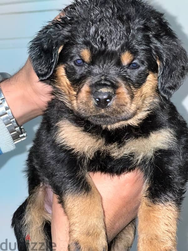 Rottweiler puppies 1