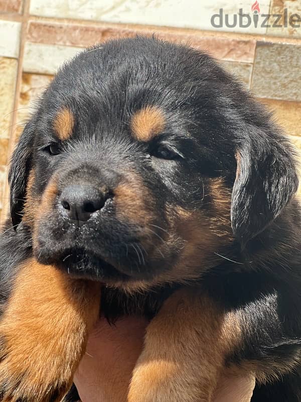 Rottweiler puppies 2