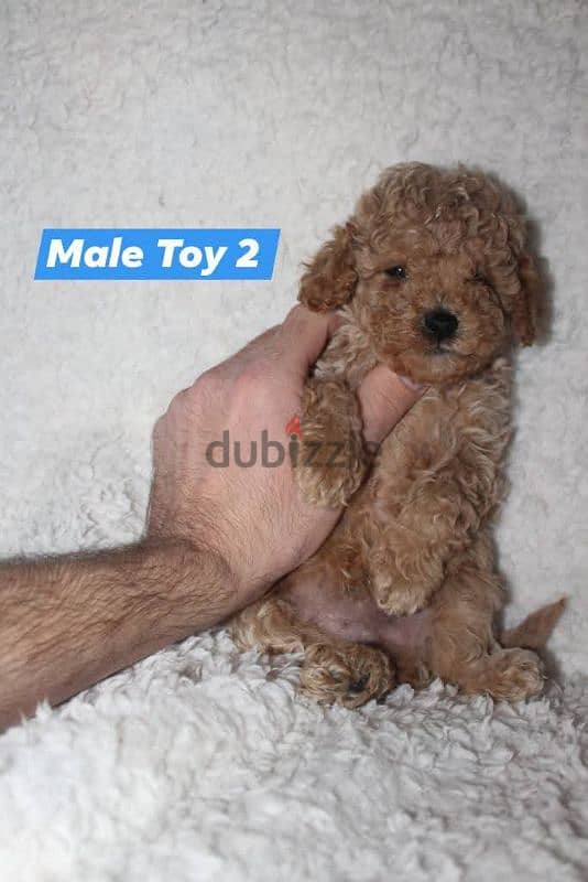 Toy Poodle and Cavapoo 0