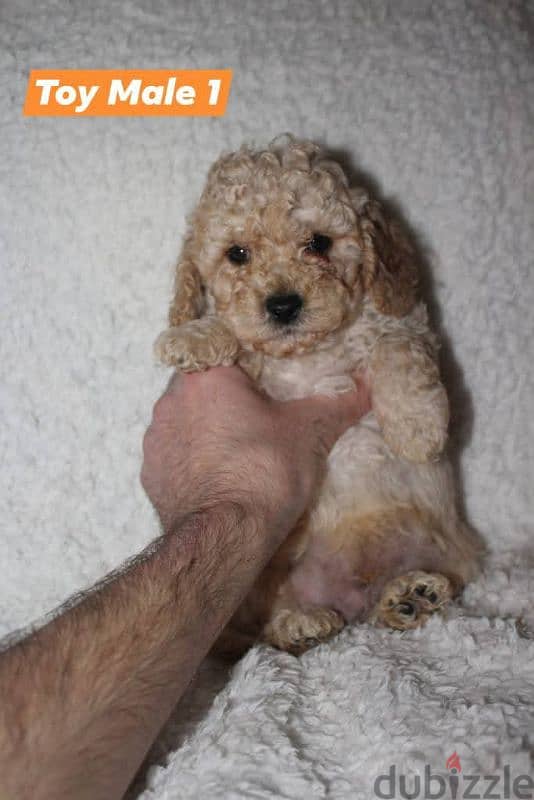 Toy Poodle and Cavapoo 2