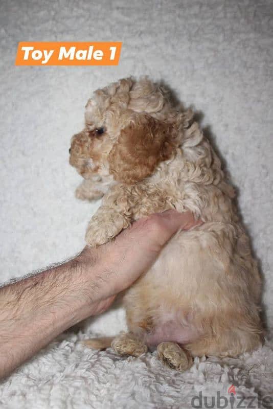 Toy Poodle and Cavapoo 3