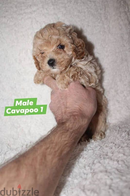 Toy Poodle and Cavapoo 4