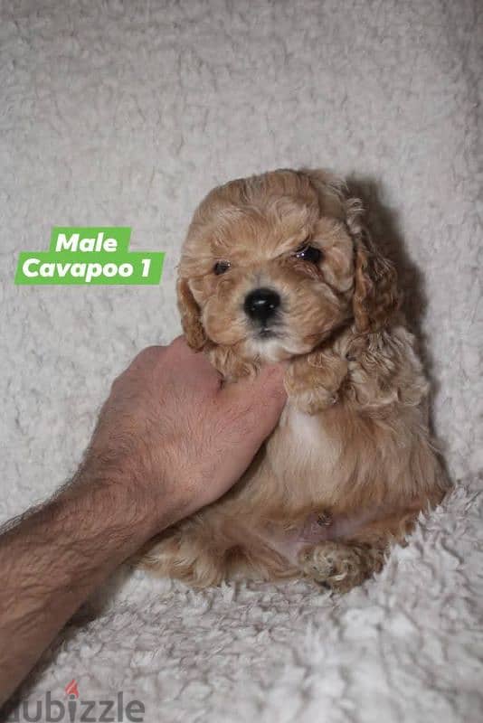 Toy Poodle and Cavapoo 5