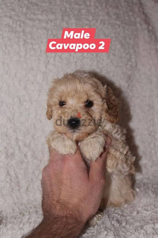 Toy Poodle and Cavapoo 6