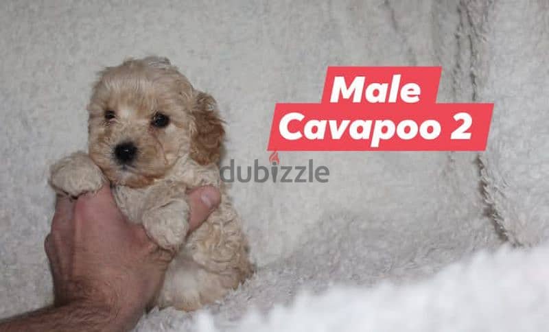 Toy Poodle and Cavapoo 7