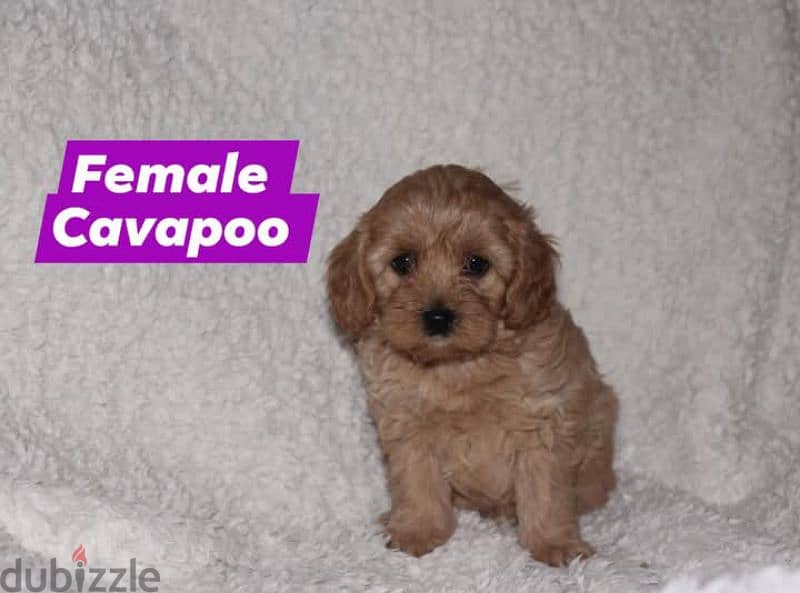 Toy Poodle and Cavapoo 8