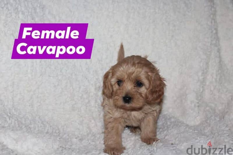 Toy Poodle and Cavapoo 9