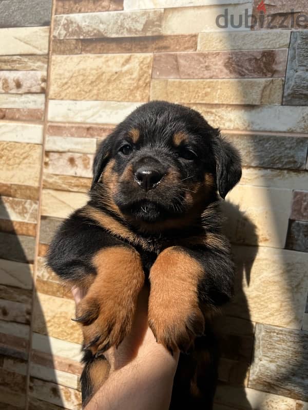 Rottweiler puppies 3