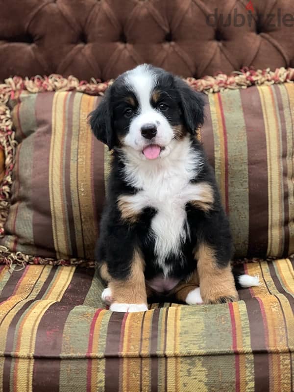 Bernese Mountain Dog 0