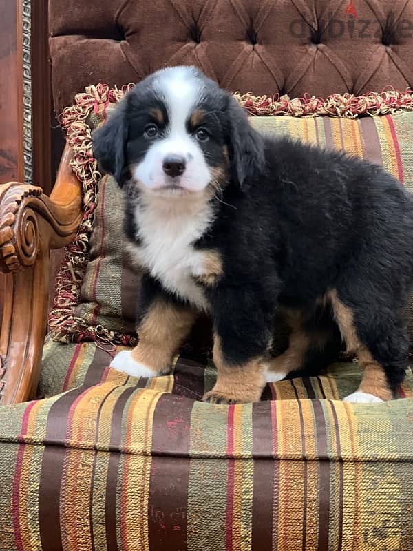 Bernese Mountain Dog 1