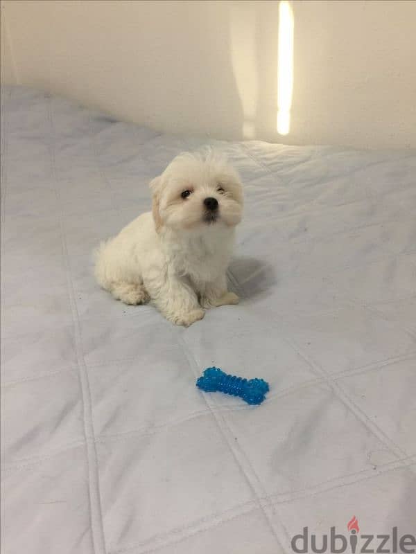 HAVANESE PUPPIES 3