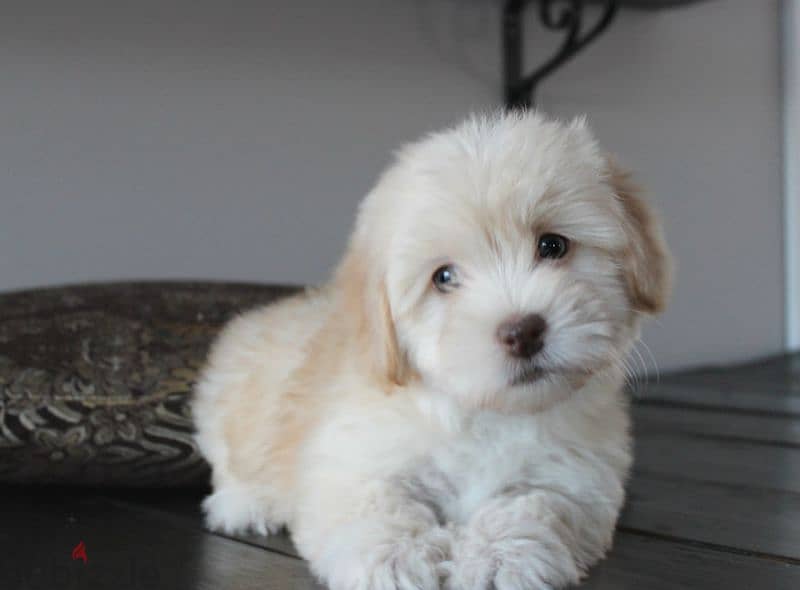 HAVANESE PUPPIES 4