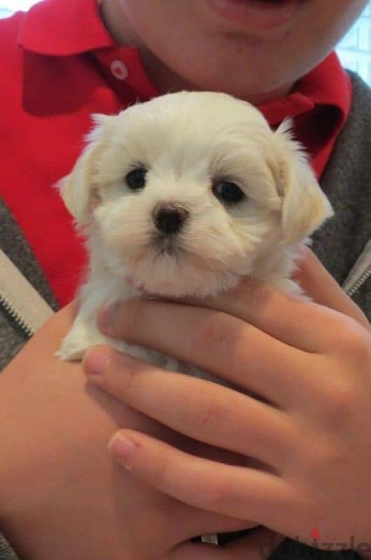 HAVANESE PUPPIES 5