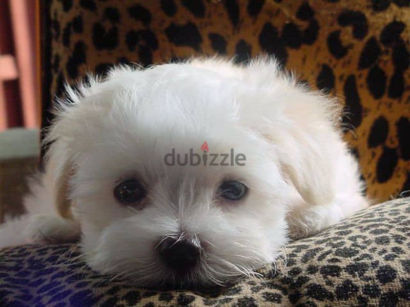 HAVANESE PUPPIES 7