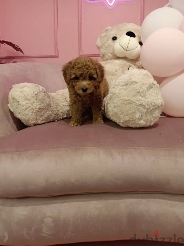 Toy poodleبودل 7