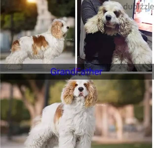 American cocker spaniel 2