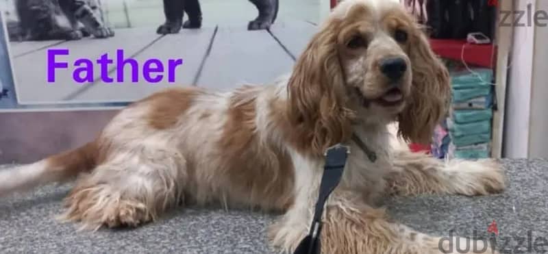 American cocker spaniel 4