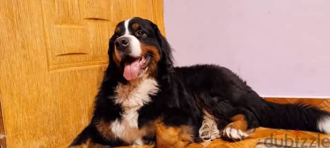 Bernese Mountain dog