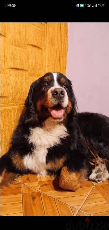 Bernese Mountain dog 1