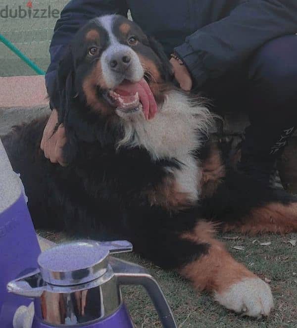 Bernese Mountain dog 2