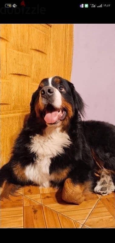 Bernese Mountain dog 3