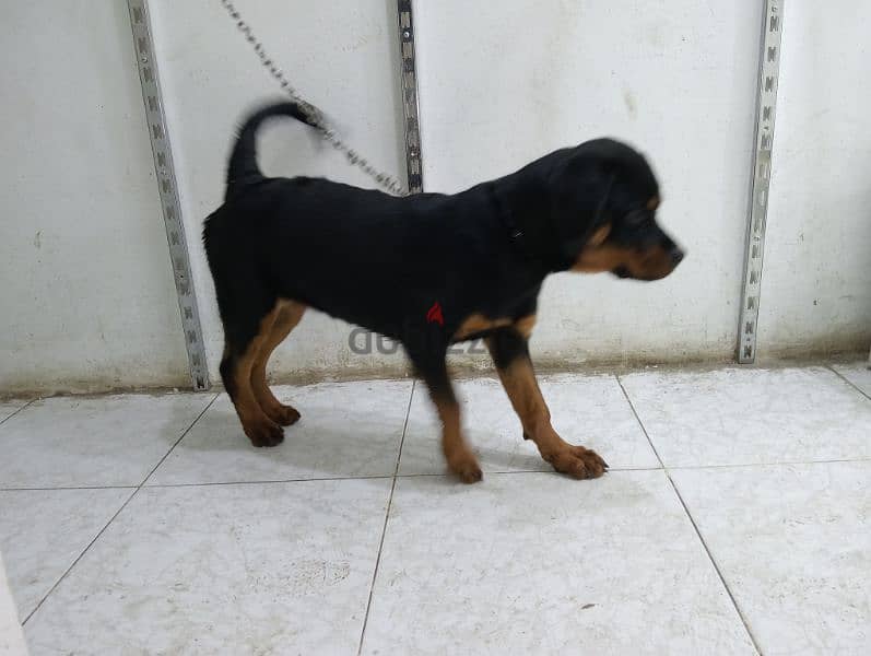 rott wiler روت وايلر 1